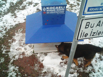 kocaeli_sokak hayvanlari